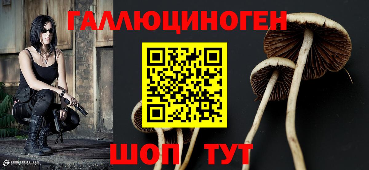 Галлюциногенные грибы Psilocybe Вязники